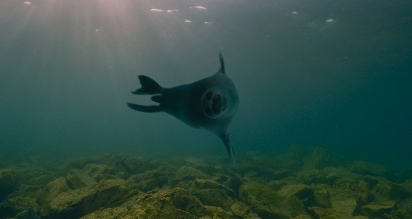 Байкал. Удивительные приключения Юмы