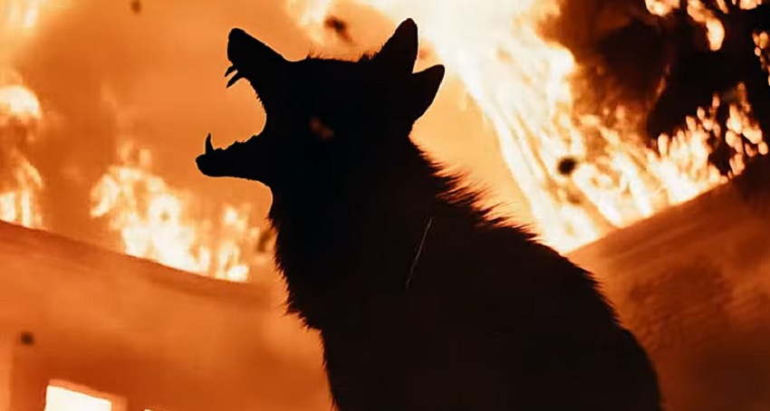 Ночь койота